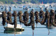 Moules de corde Italie