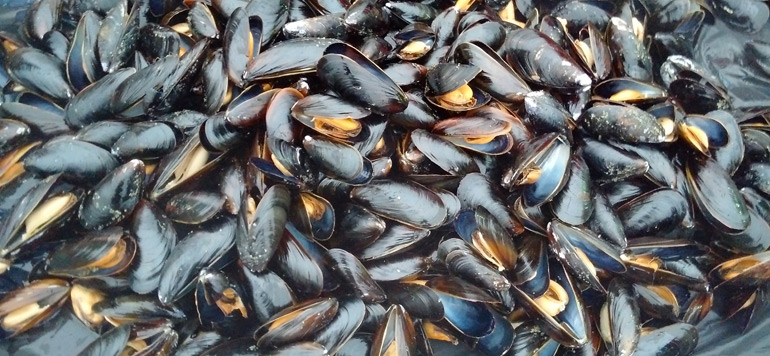 Récolte des coquillages